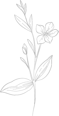 rose icon