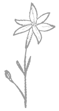 rose icon